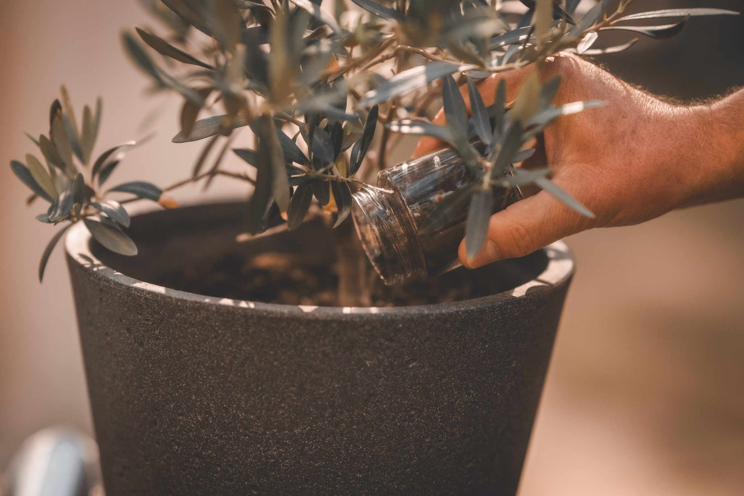 Trauritual - Baum pflanzen eine kleine grüne Pflanze wird umgetopft in eine graue Vase